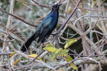 Common Grackle