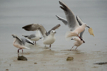 Lesser Black-backed Gull charging slender-billed gull with bread at Busaiteen coast, Bahrain