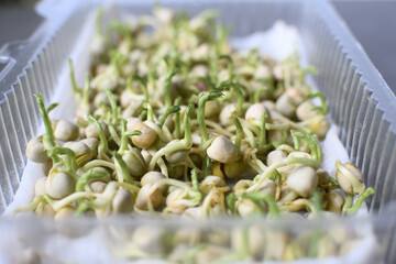 Close-up of peas microgreens. Planting microgreen peas.Germination of seeds at home. Sprouted seeds, micro greens.Vegan and healthy eating concept.