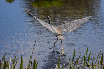 Tricolored Heron