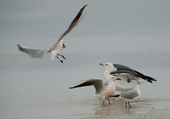 Fototapeta na wymiar Lesser Black-backed Gull charging a slender-billed gull with bread at Busaiteen coast, Bahrain
