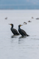 two cormorants standing on rocks