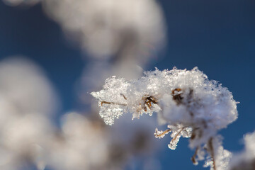 A blade of grass in the snow on a blue sky background close-up. Selective focus.Winter background