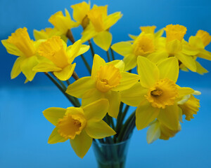 yellow daffodils in blue vase