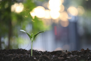small green sprout plant growing