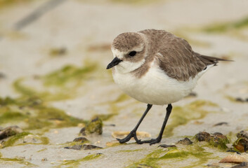 Kentish Plover at Busaiteen beach, Bahrain