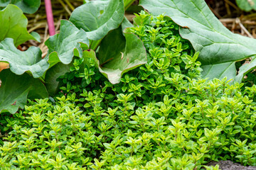 Lime Thyme Growing with Rhubarb in a Perennial Food Garden