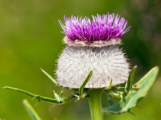 flower of Cirsium eriophorum alias woolly thistle