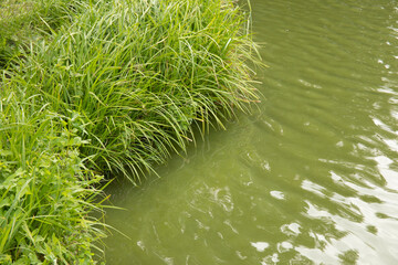 Small fishing pond with turbid green water and green rags
