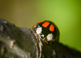 Close up view of a ladybug sitting on a tree branch