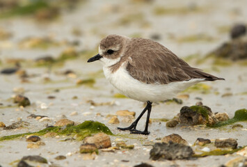 Closeup of a Kentish Plover at Busiateen coast, Bahrain