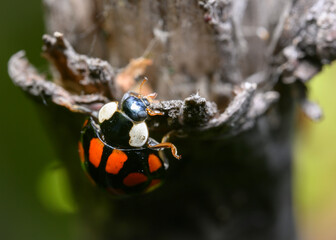Close up view of a ladybug sitting on a tree branch