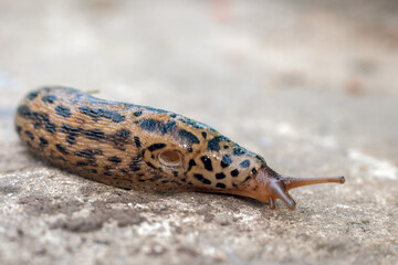 Slug slowly creeps on the ground, close-up