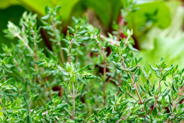 French Thyme in the Garden, Rhubarb in the Background