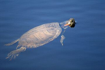 Obraz premium Tartaruga dalle orecchie rosse (Trachemys scripta elegans