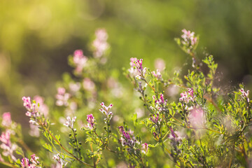 Fumaria officinalis, common fumitory, drug fumitory or earth smoke pink flowers of ingreen field with flowers of same species.