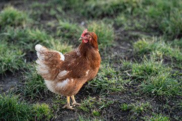 braunes Huhn auf der Wiese