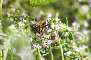 Thymus serpyllum, Tikman Breckland, Breckland wild thyme, wild thyme, creeping thyme, elfish thyme purple flowers in the clearing in the spring. Honey bees collect nectar from small flowers.