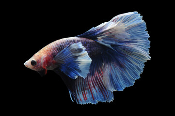 Betta fish, siamese fighting fish, betta splendens isolated on black background,
fish on black background, fish fighting, Multi color Siamese fighting fish,