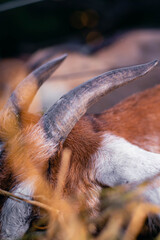 Anglo Nubian Goat in Cordoba Argentina Farm 2021