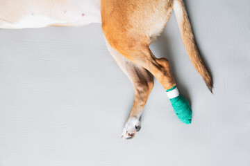 Dog's paws in a bandage, grey canvas backdrop with copy space. Wounded pets, trauma, hurt leg of a...