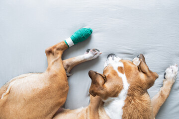 Dog with a wounded bandaged paw. Vet issues, physical trauma, taking care of pets at home concept