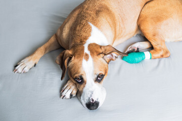 Sad dog with wounded paw in a medical bandage. Portrait of a cute staffordshire terrier resting...
