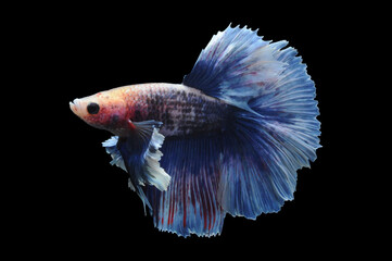 Betta fish, siamese fighting fish, betta splendens isolated on black background,
fish on black background, fish fighting, Multi color Siamese fighting fish,