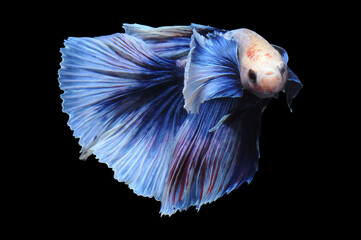 Betta fish, siamese fighting fish, betta splendens isolated on black background,
fish on black background, fish fighting, Multi color Siamese fighting fish,