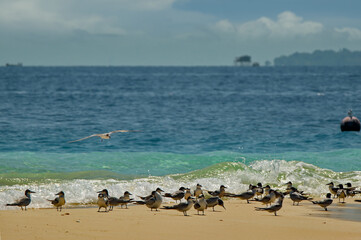 Malaysia. Borneo Island. A flock of mottled-nosed terns feed on the island's sandy seashore.