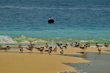 Malaysia. Borneo Island. A flock of mottled-nosed terns feed on the island's sandy seashore.