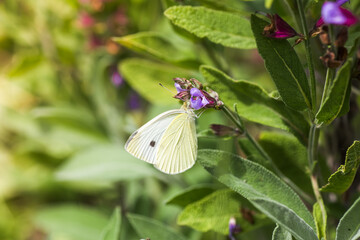 Pieris rapae on purple flowers Salvia officinalis. small white, small cabbage white and white butterfly on purple flowers sage, garden sage, common sage, culinary sage, just salvia.