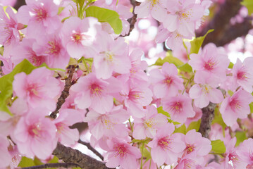 河津桜　桜　春