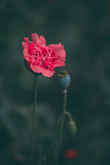 Poppy Crimson Feathers at full bloom at dusk. Papaver Hybridum flower planted in the garden