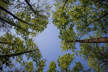 Árboles del bosque y vegetación de bosques de niebla