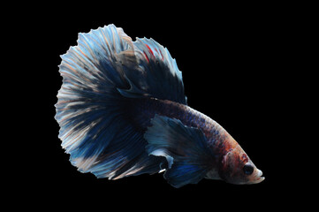 Betta fish, siamese fighting fish, betta splendens isolated on black background,
fish on black background, fish fighting, Multi color Siamese fighting fish,