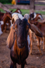 Anglo Nubian Goat in Cordoba Argentina Farm 2021