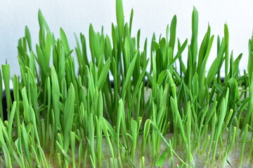 Fototapeta na wymiar Young Green Sprouts of oat grass for Cat Food