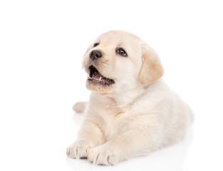 Golden Retriever puppy lying and looking up. isolated on white background