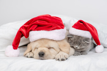 Golden retriever puppy and kitten wearing red santa's hats sleep together on a bed at home