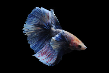 Betta fish, siamese fighting fish, betta splendens isolated on black background,
fish on black background, fish fighting, Multi color Siamese fighting fish,