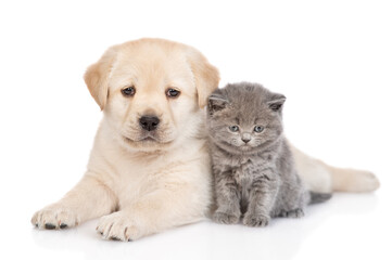 golden retriever puppy dog and kitten  lying together. isolated on white background