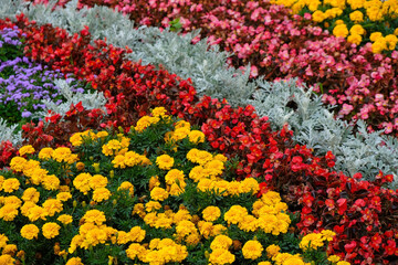The surface of multicolored flowers used in landscaping.