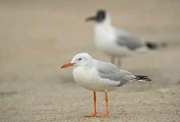 Closeup of a Sender-billed seagull at Busaiteen coast, Bahrain with black-headed gull at the backdrop.