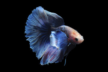 Betta fish, siamese fighting fish, betta splendens isolated on black background,
fish on black background, fish fighting, Multi color Siamese fighting fish,