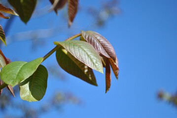 Close Up of New Spring Leaves on Tree 