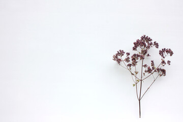 Dry purple oregano flower on white background with copy space. Flat lay floral composition. Top view. 
