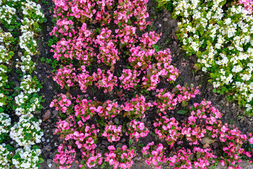 Pink and white bedding begonia in the garden. Top view.