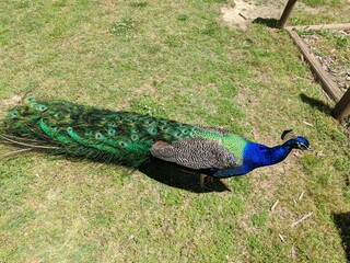 Obraz premium Beautiful Colorful Peacock Walking at the Zoo