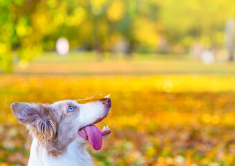 Funny Border collie dog with autumn leaf  on it nose sits at autumn park and looks up. Empty space for text
